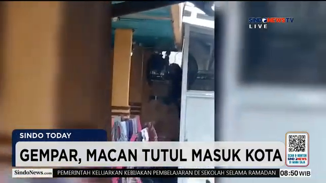 Macan Tutul Masuk Permukiman Warga Di Kab  Bandung  2 Warga Terluka   Sindo Today   06 02.