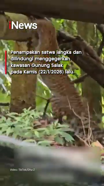 Penampakan Macan Tutul Di Gunung Salak Dan Permukiman Warga  Pertanda Apa