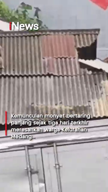 Kawanan Monyet Bertaring Panjang Teror Warga Tangerang