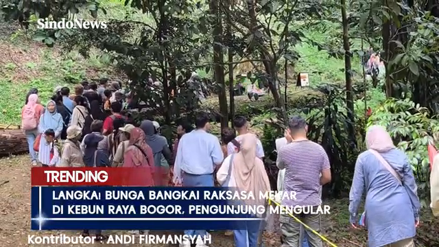 Langka  Bunga Bangkai Raksasa Mekar Di Kebun Raya Bogor  Pengunjung Mengular   Sindo Trending.