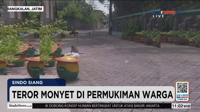 Teror Monyet  Kawanan Monyet Masuk Permukiman  Warga Tergangu   Sindo Siang   09 02
